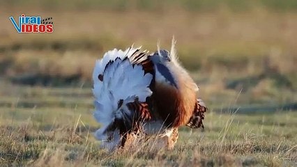 Great Bustard (Otis tarda) | Nature is Amazing | Viral Videos