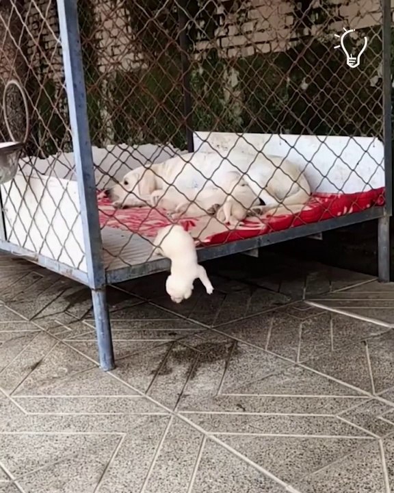 Lovely dog offering mama dog some help