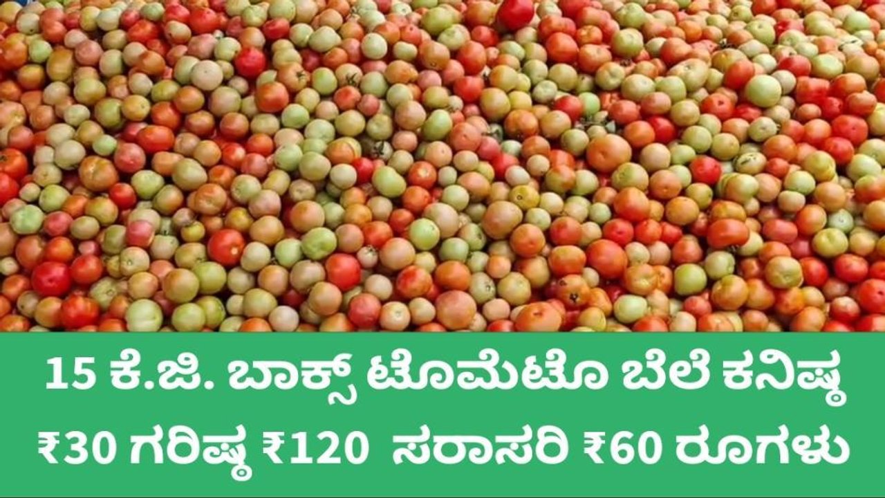 ಚಿಂತಾಮಣಿ : ಇಂದಿನ ನಾಟಿ ಟೊಮೆಟೊ ಬೆಲೆ ಎಷ್ಟಿದೆ ತಿಳಿಯಿರಿ