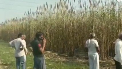 गोटेगांव:गन्ना खेत में लगी भीषण आग, 8 एकड़ की फसल जलकर हुई खाक