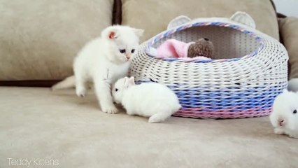 White kitten and white tiny bunnies  _ It's so Сute!
