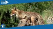 La Montagne aux renards (Arte) : faut-il regarder ce documentaire animalier sur une famille de renar