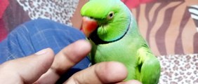 CUTE PARROT BEAUTIFUL PARROT TALKING MITHO INDIAN PARROT