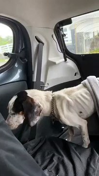​Bras Panon : Comme par magie, la famille retrouve le chien qu’elle laissait mourir à petit feu