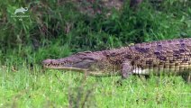 Wild Africa - Rivers of Life - Nile River