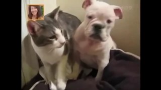 Angry Cats VS Dogs Funny Compilation 2022 !!!