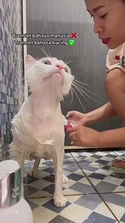 Kucing Lucu (80)