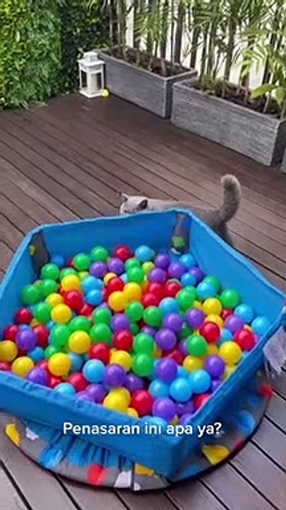 Kucing Lucu (31)