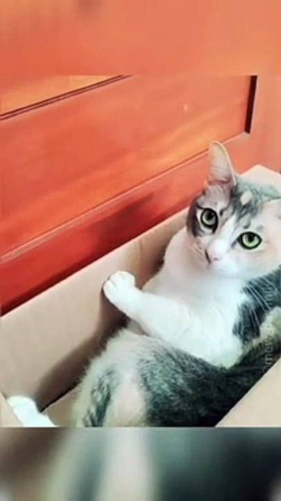 Kucing Lucu (89)