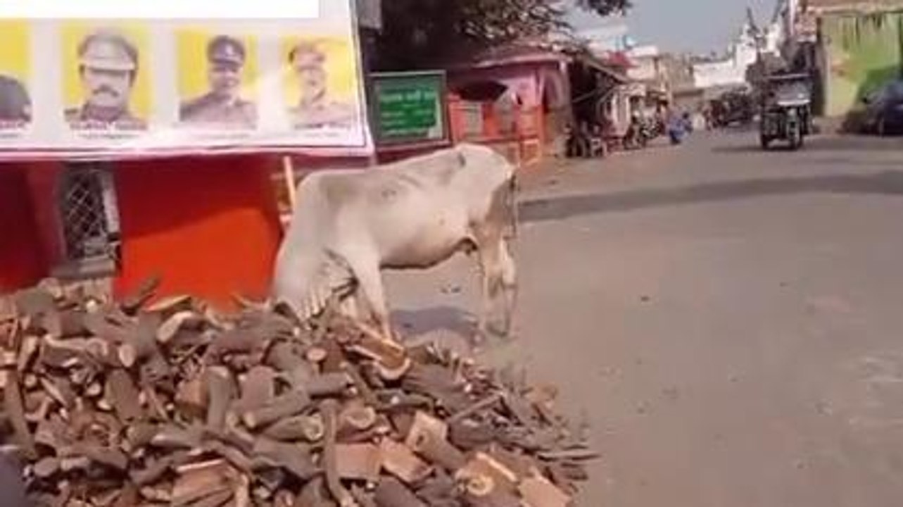 कासगंज: आवारा गौवंशों से किसान परेशान, खेतों में गुजार रहे सर्द रातें