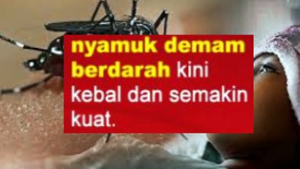 wah gawat nyamuk demam berdarah semakin kebal dan kuat melawan insektisida pembasmi nyamuk