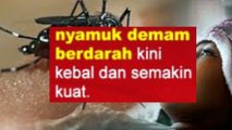 wah gawat nyamuk demam berdarah semakin kebal dan kuat melawan insektisida pembasmi nyamuk