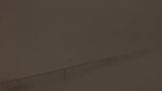 Búfalo amanece sepultada bajo la nieve tras el paso de una fortísima ventisca