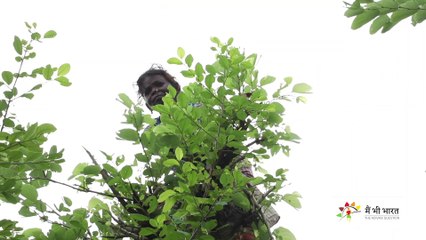 How primitive tribe gathers food from the Jungle | पहाड़िया जंगल से कैसे खाना जुटाते हैं