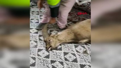 Dağ keçisi pencerenin camını kırıp eve girdi