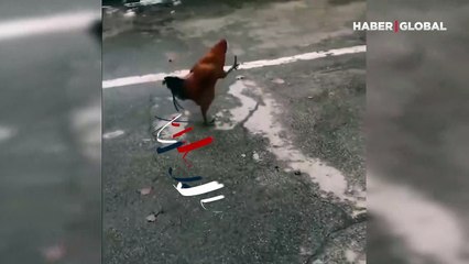 Asker gibi yürüyen horozun görüntüleri sosyal medyada viral oldu