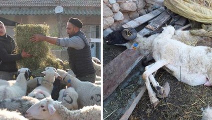 Balıkesir'de bir anda ortaya çıkan hastalık sebebiyle 160 koyun ve 80 kuzu telef oldu