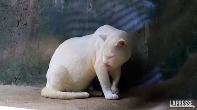 Svelato il mistero del felino bianco, era stato scambiato per un puma. Ecco cos'è
