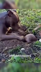 Bhai sabar kar le thoda  ...#reel #instagram #funnydubbing #funnyreel #reelindia #reelkarofeelkaro #instareels #comedy #funny ...ldubbing #funnyrat #ratfunnydubbing #dubbingvideo #ratfunnyvideo #shorts #animalshorts #comedyreel #funnydubbingvideohindi