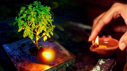 Tulsi Pujan Diwas 2022 : तुलसी के पत्तों से ज़रूर करें ये उपाय | Tulsi Ke Patte Ke Upay | Boldsky