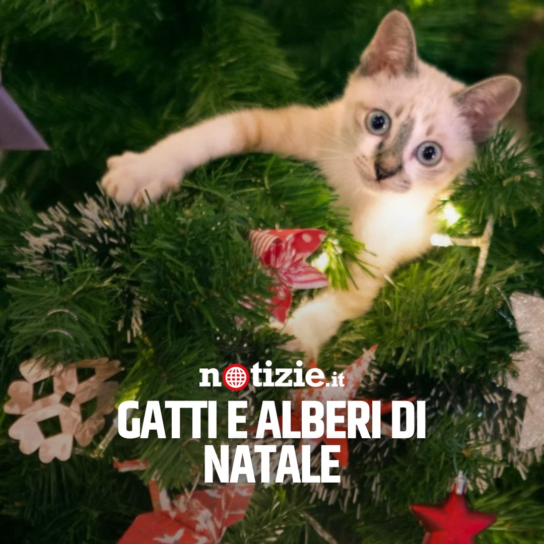 Gatti e alberi di Natale: i video più divertenti, image size:1080x1080