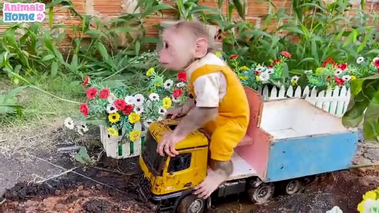 Smart_Obi_help_dad_pick_fruits_for_dog_Amee(360p)