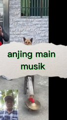 Anjing main musik