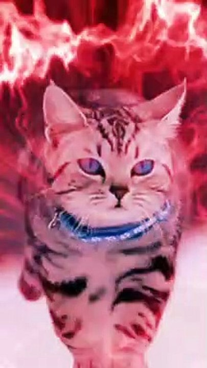 cuteness cat compilation#funny vidoes