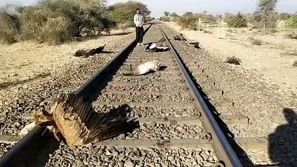 Video: रेल की चपेट में आया गिद्धों का झुंड, 12 की मौत