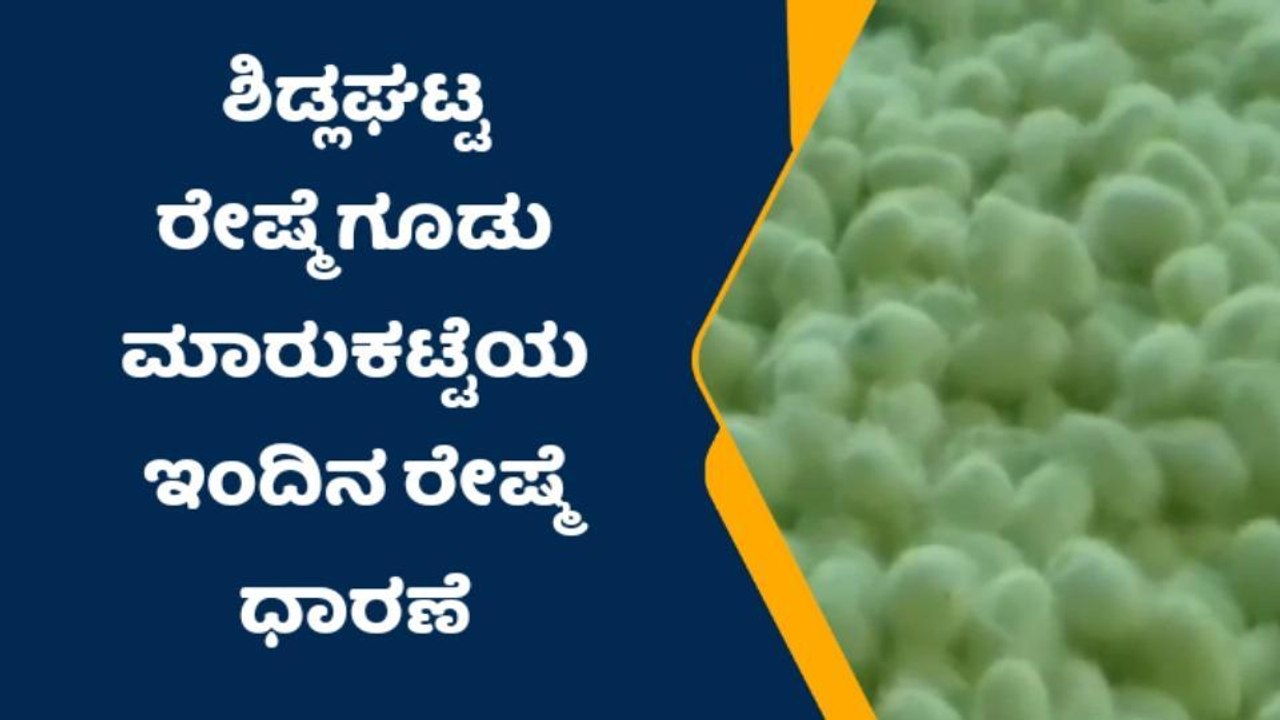 ರೇಷ್ಮೆ ಮಾರುಕಟ್ಟೆಯಲ್ಲಿ ಇಂದಿನ ರೇಷ್ಮೆ ಧಾರಣೆ ಈಗಿದೆ ನೋಡಿ ..