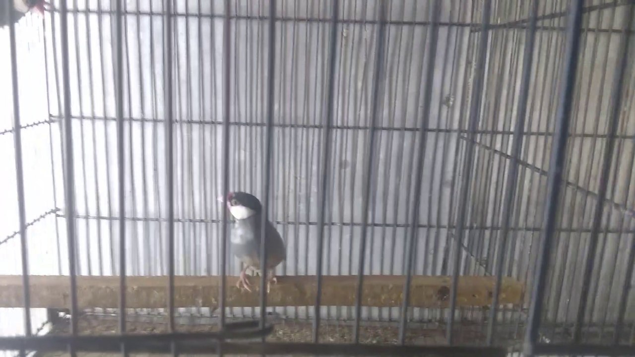 birds vidoe