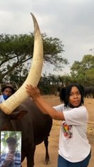 Sapi luar yg bertanduk sangat besar