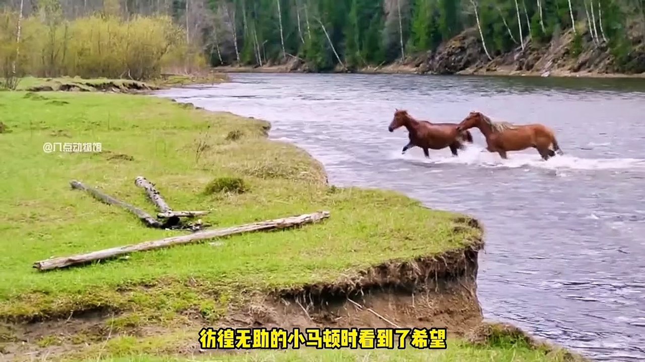 为了帮助小马第一次成功渡河，小马父母不离不弃，万物皆有灵性！#野生动物零距离 #神奇动物在抖音 #万物皆有灵性