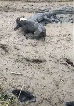 Most Viewed Animal Video (2022) #shorts (6)