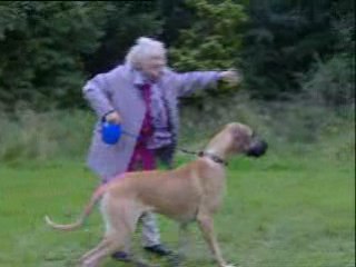 Funny videos - granny gets pulled by big dog