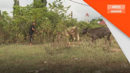 Banjir Kelantan | Lembu lemas, penternak kerugian puluhan ribu ringgit