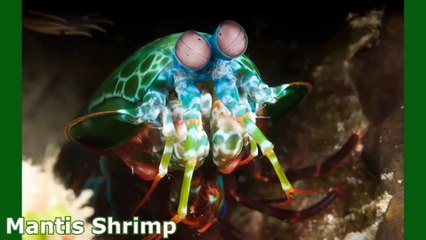 List of Animals Which Exist But are Hard to Believe