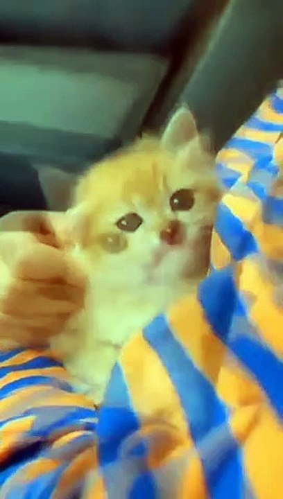 baby cats that caught the eyes  amazing colour and their way ❤️❤️❤️