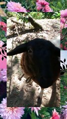 Dulce,a ovelha simpática, e inquieta