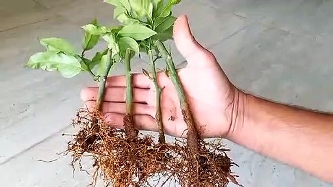 شيء  لا يصدق شاهد كيف يتم زراعة الليمون الشهري--(اسرار الزراعة)