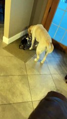 Boston Terrier Pup Gets the Zoomies