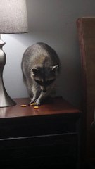 Sneaky Raccoon Eats Goldfish Crackers