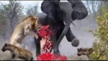 ᴴᴰ Wild Animals Fight To The Death⭐Animal attack-Best Animals Fights-Wild Animals attacks 2017 (2)