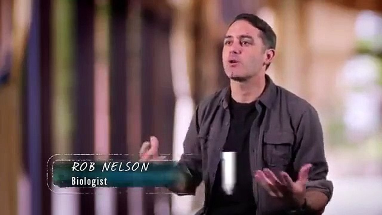 Nature's Strangest Mysteries - Solved - Se1 - Ep21 - Bug Mathematician HD Watch HD Deutsch