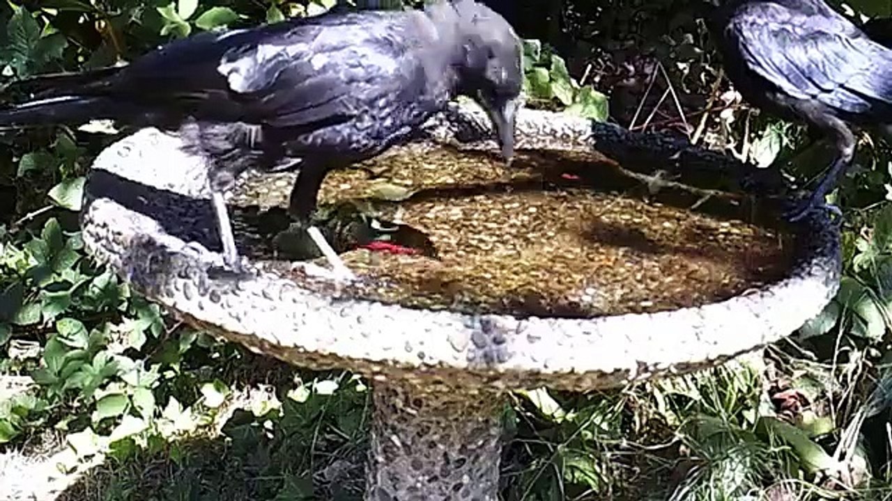 Nature's Strangest Mysteries - Solved - Se1 - Ep25 - The 500-Year-Old Shark HD Watch HD Deutsch