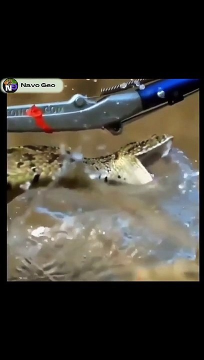 worst animal attack 2022 shorts