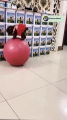 Funny Movement for Animals 2022 #shorts (2)