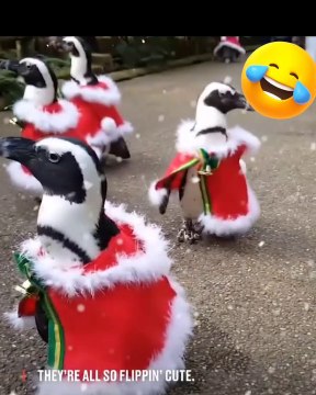 Christmas special || 25th December special | Merry Christmas