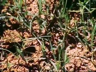 In Search of... - Se2 - Ep22 HD Watch HD Deutsch