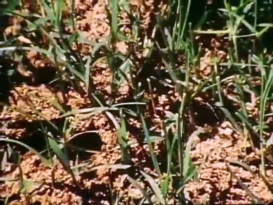 In Search of... - Se2 - Ep22 HD Watch HD Deutsch